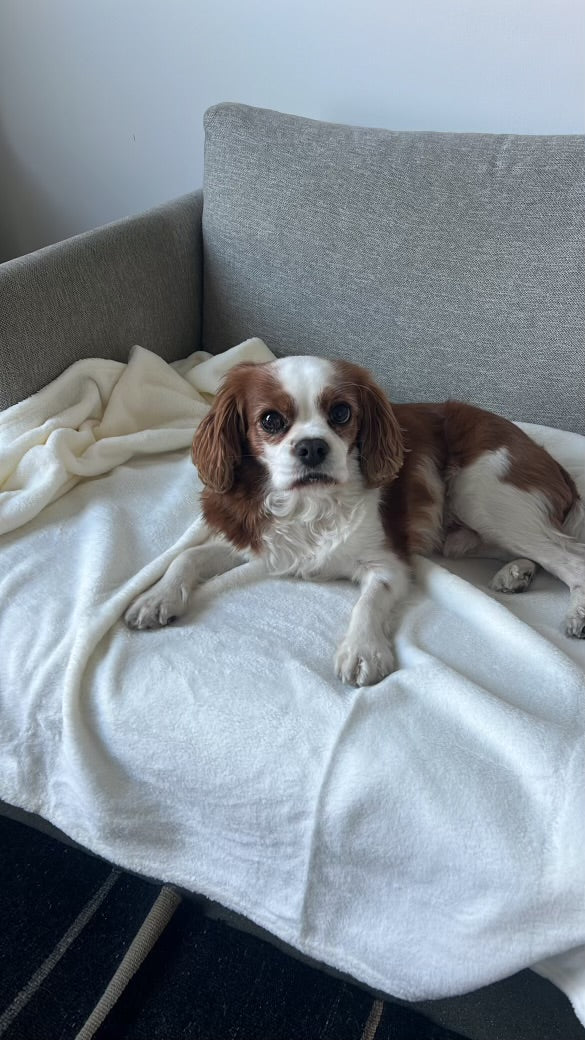 Dog Blanket Washable 36x60 inches Fleece Blanket Throw for Small, Medium, Large Dogs and Cats