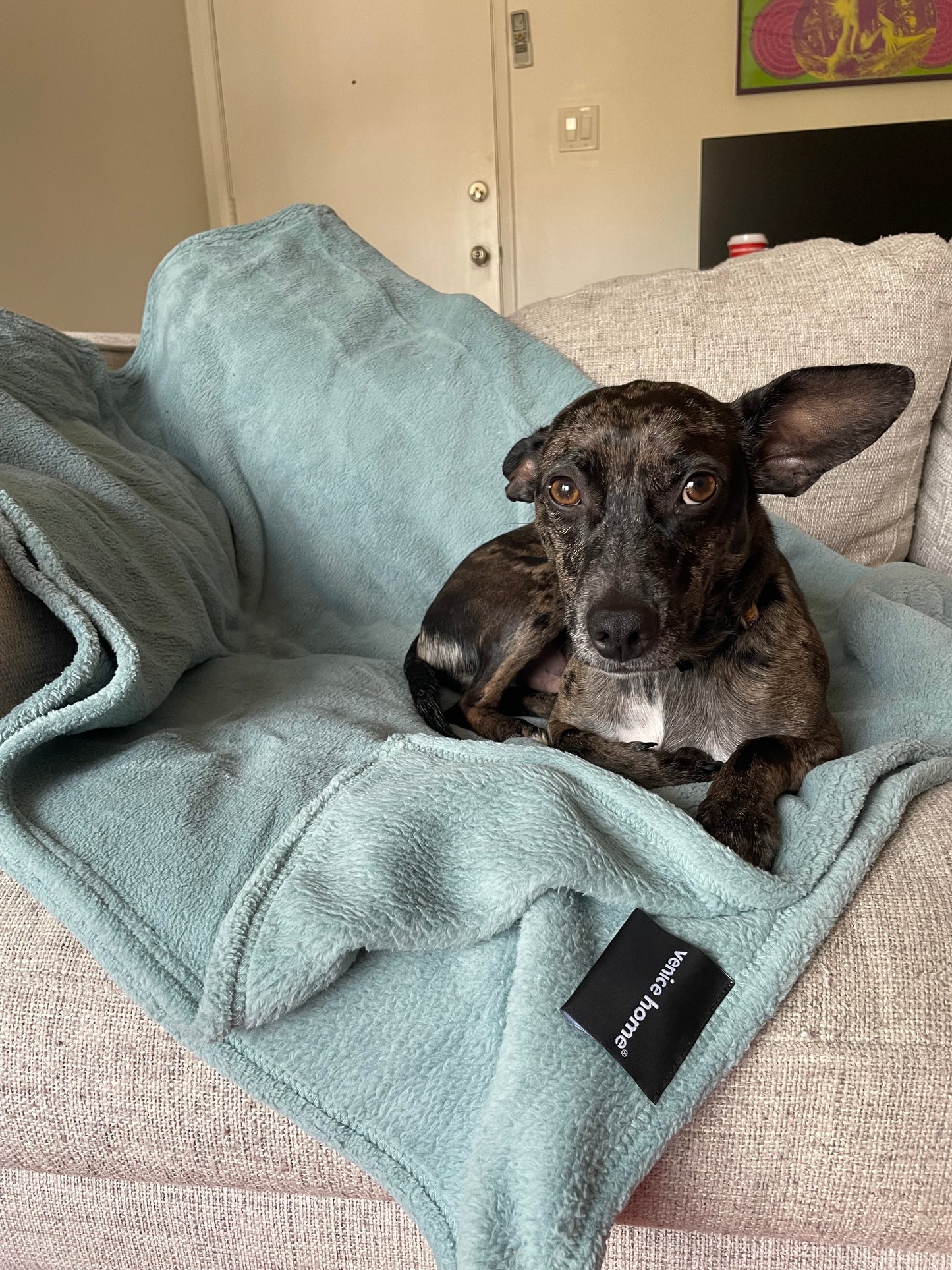 Dog Blanket Washable 36x60 inches Fleece Blanket Throw for Small, Medium, Large Dogs and Cats