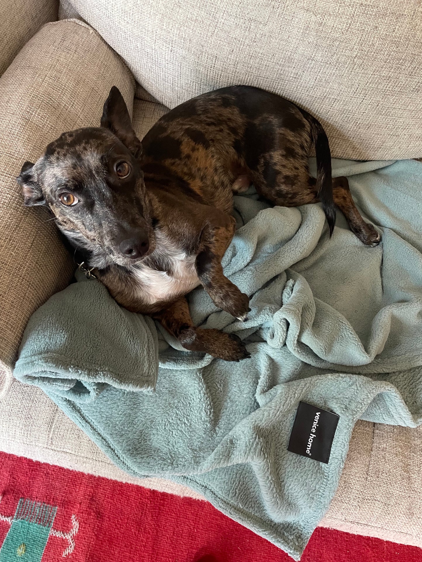 Dog Blanket Washable 36x60 inches Fleece Blanket Throw for Small, Medium, Large Dogs and Cats