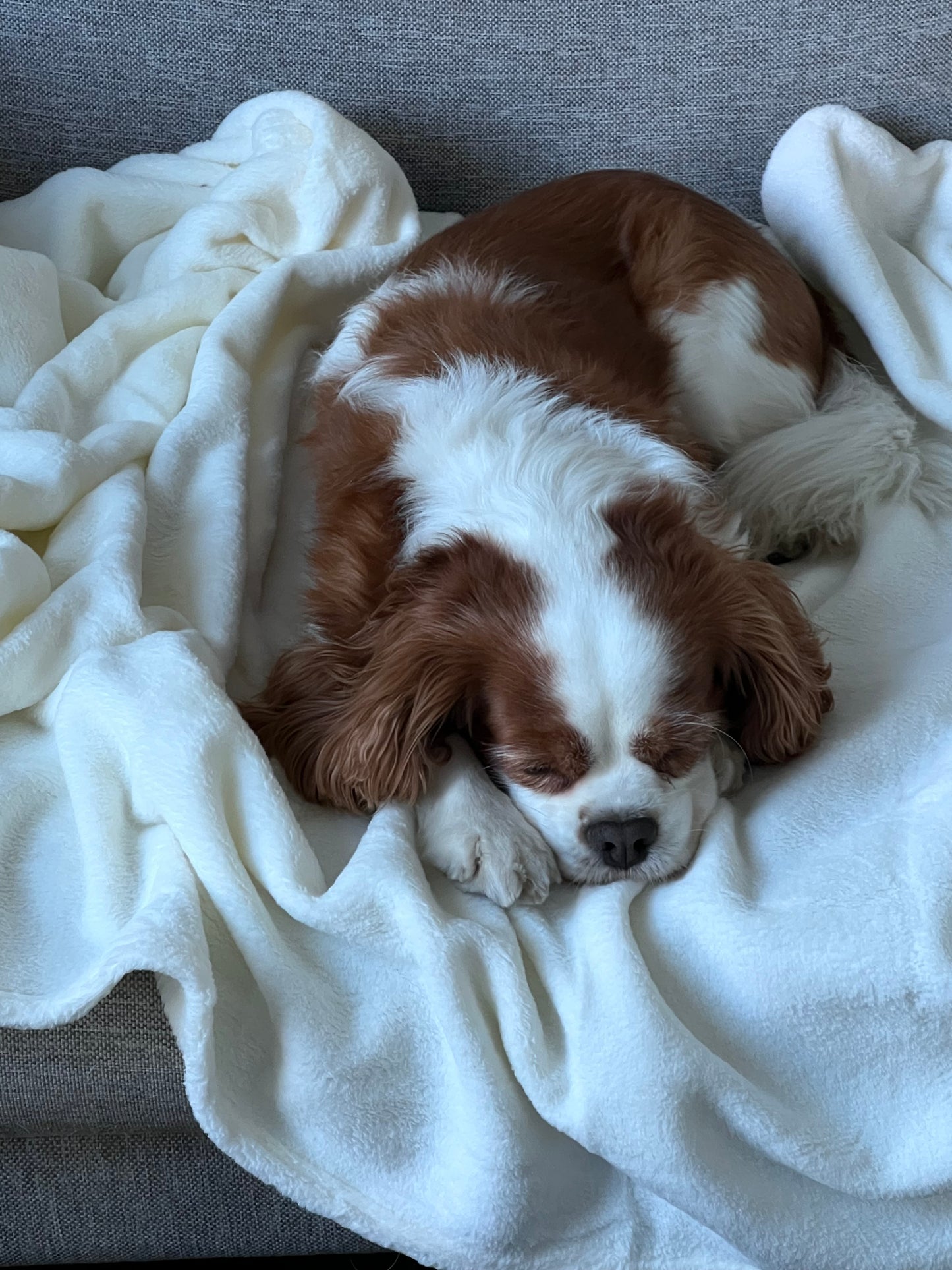 Dog Blanket Washable 36x60 inches Fleece Blanket Throw for Small, Medium, Large Dogs and Cats