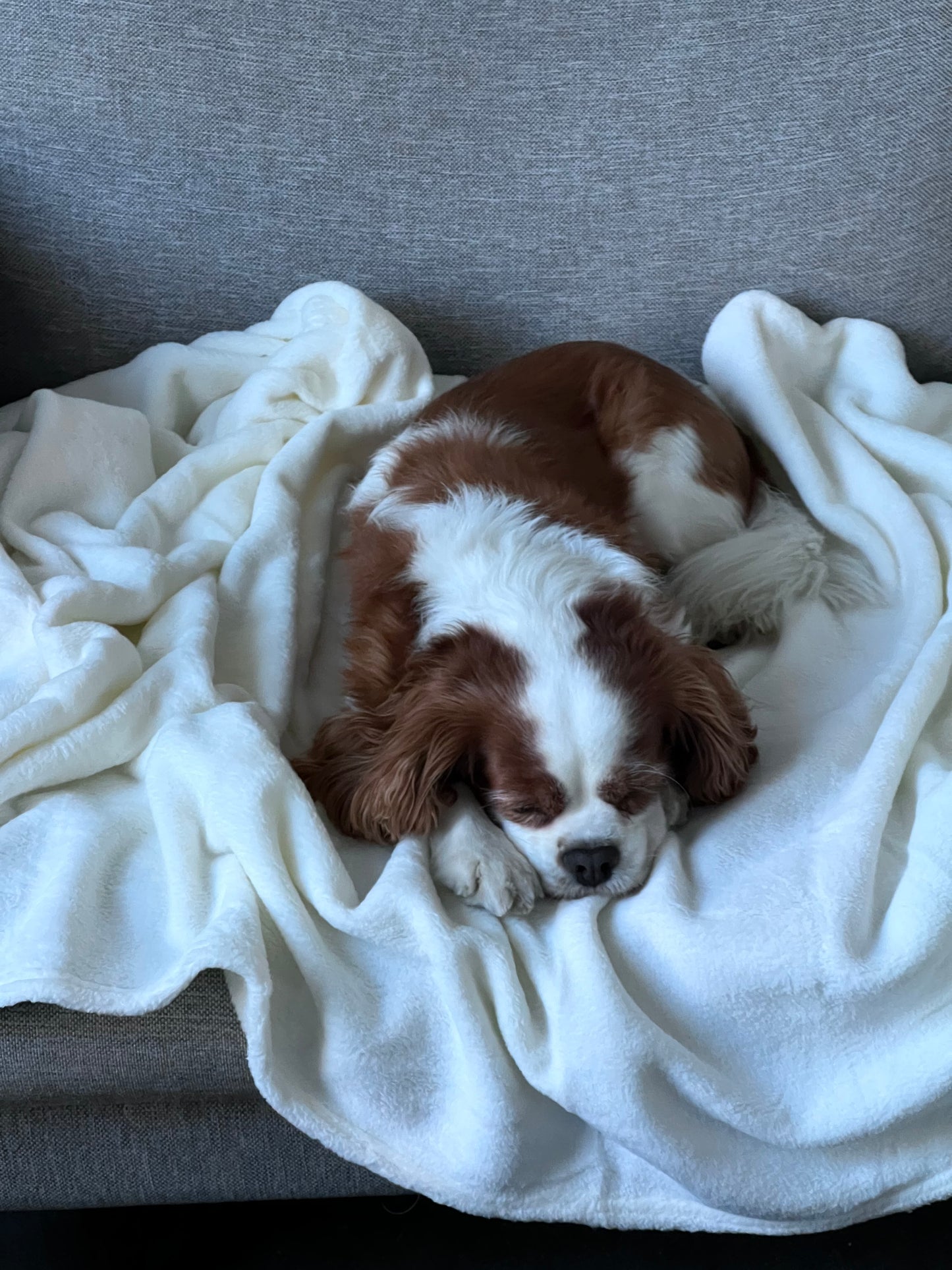 Dog Blanket Washable 36x60 inches Fleece Blanket Throw for Small, Medium, Large Dogs and Cats