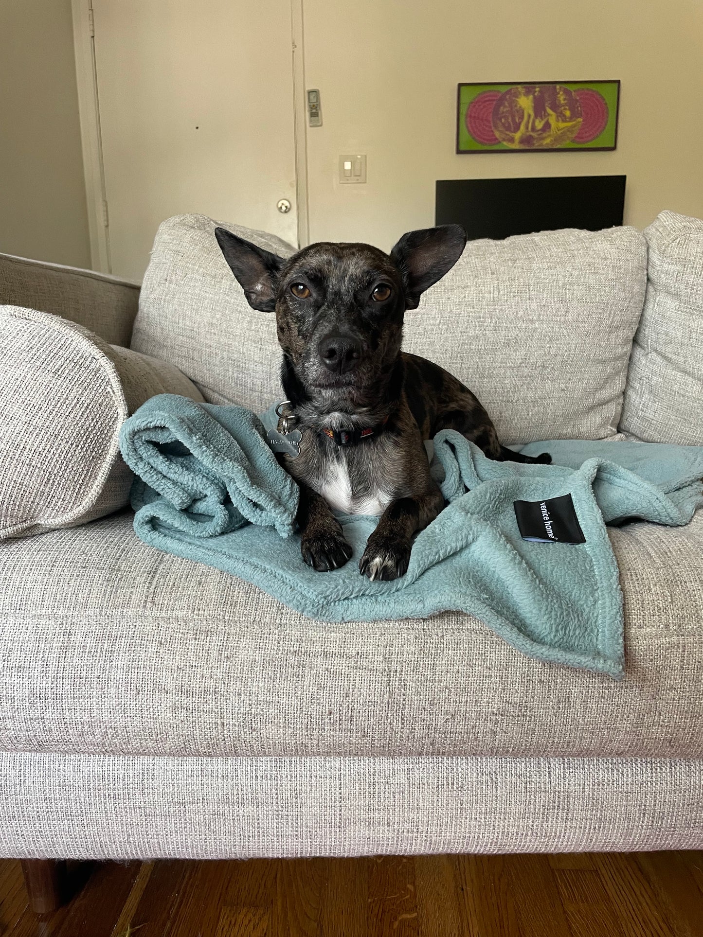 Fleece TV Couch Blanket Cat Pets Dog Blanket Aqua Blue color happy dog laying on it on the couch