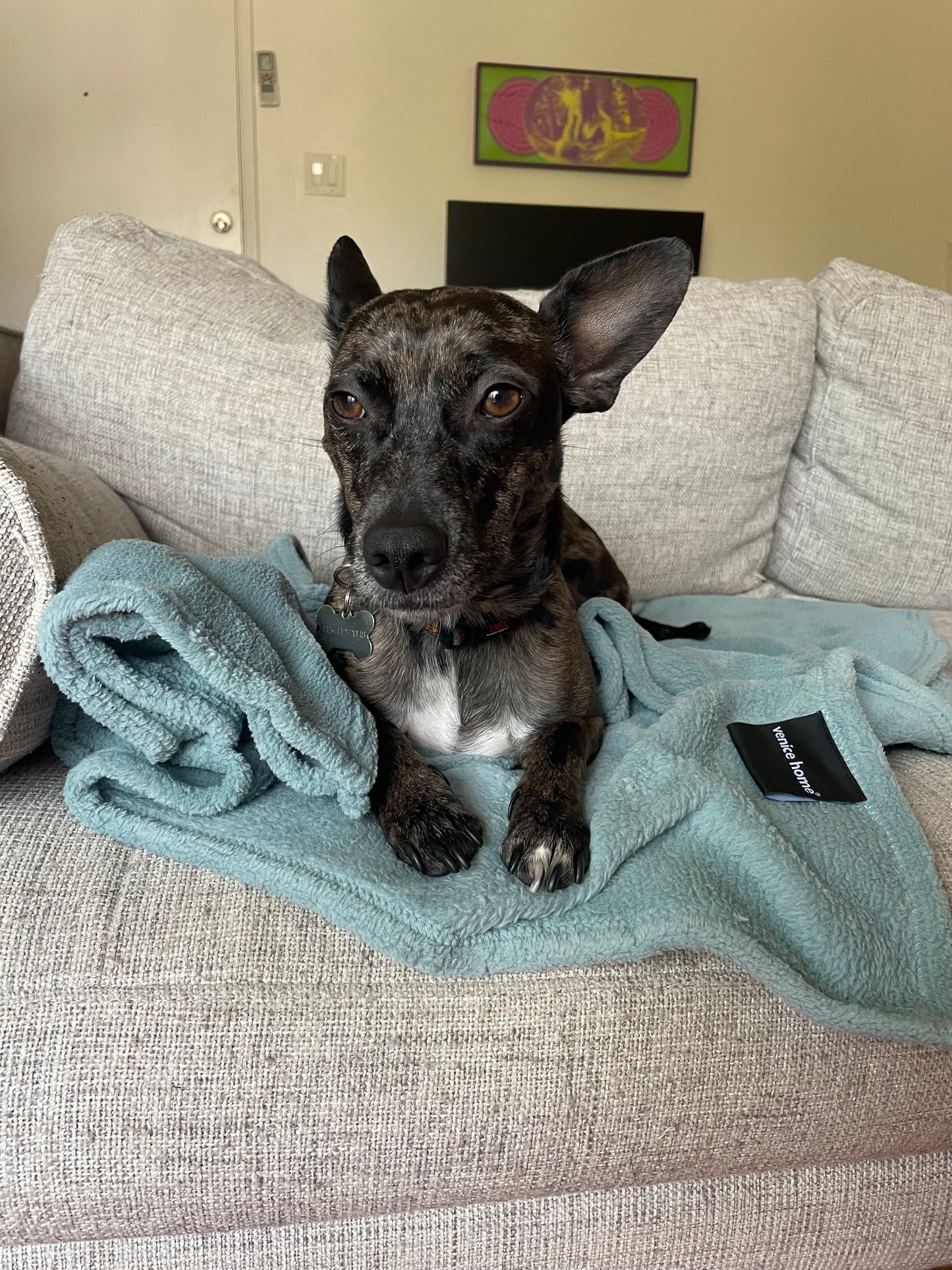 Fleece TV Couch Blanket Dog Cat Pets Blanket Aqua Blue color happy dog laying on it thrown on the couch