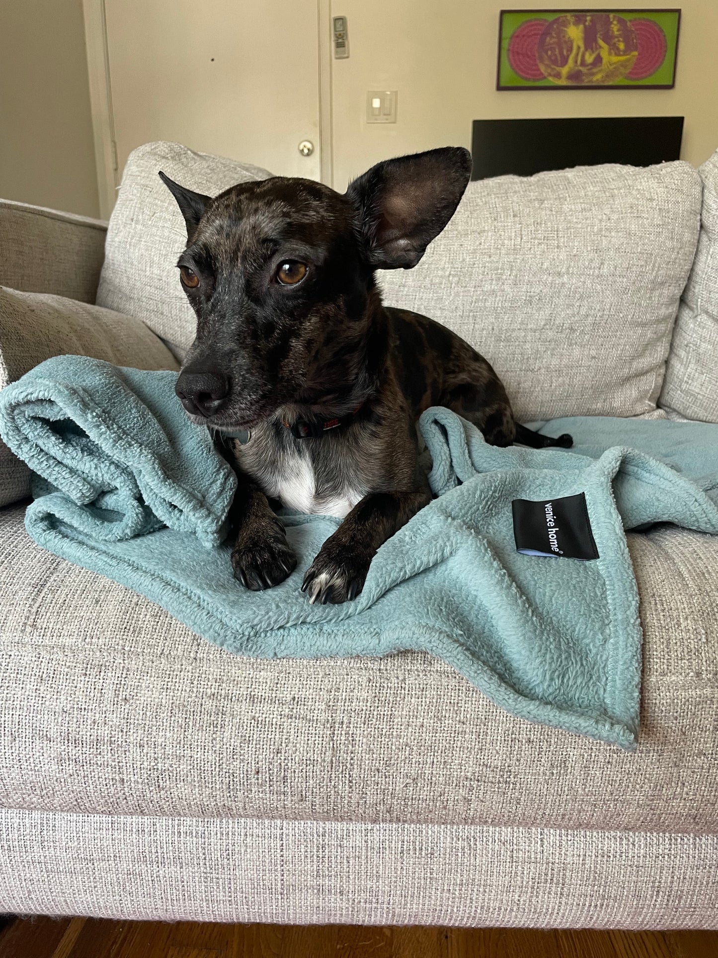 Fleece TV Couch Blanket Cat Pets Dog Blanket Aqua Blue color happy dog laying on it on the couch