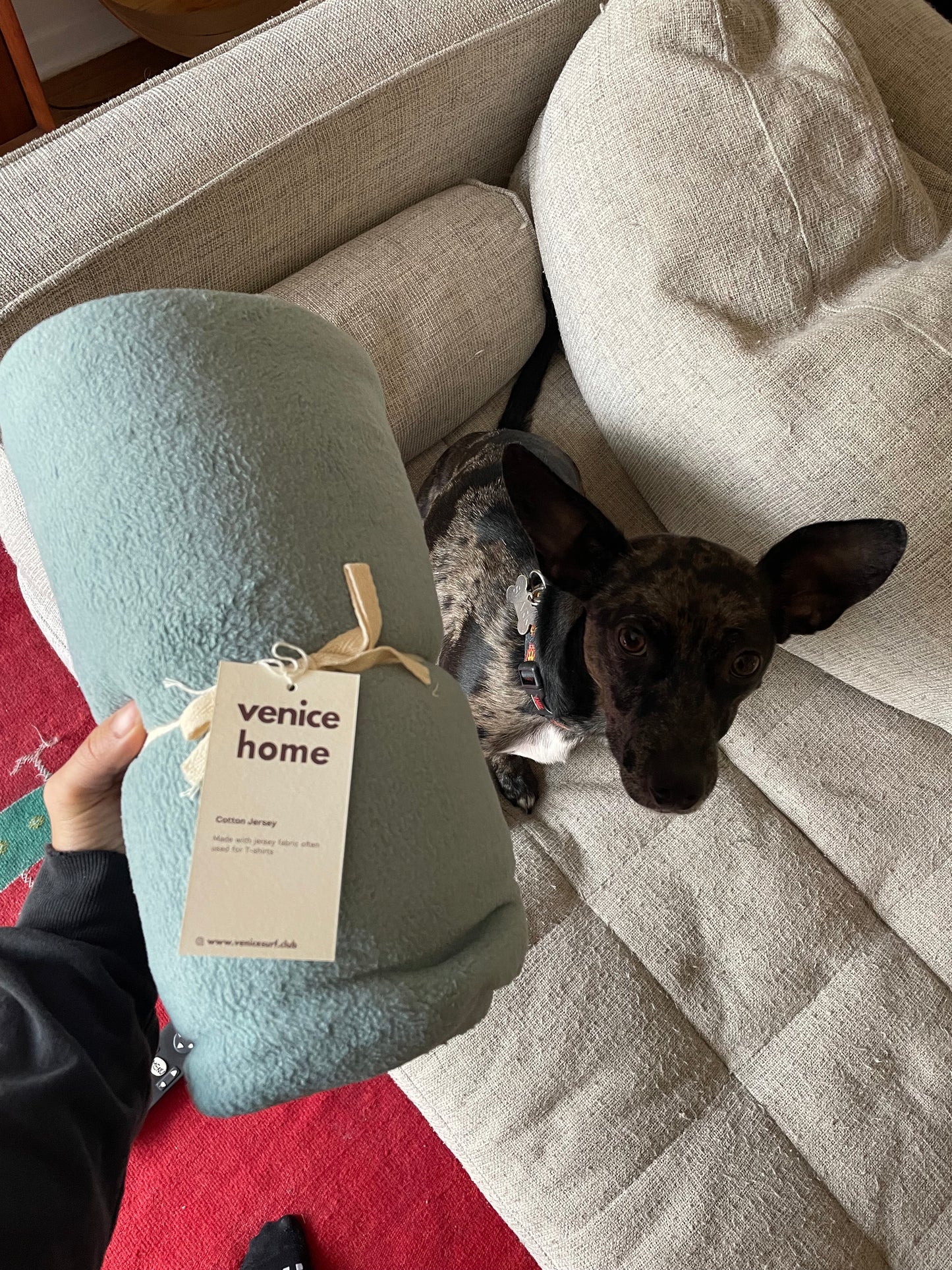 Fleece TV Couch Blanket Dog Cat Pets Blanket Aqua Blue color displayed as packaged with dog on the couch in the background