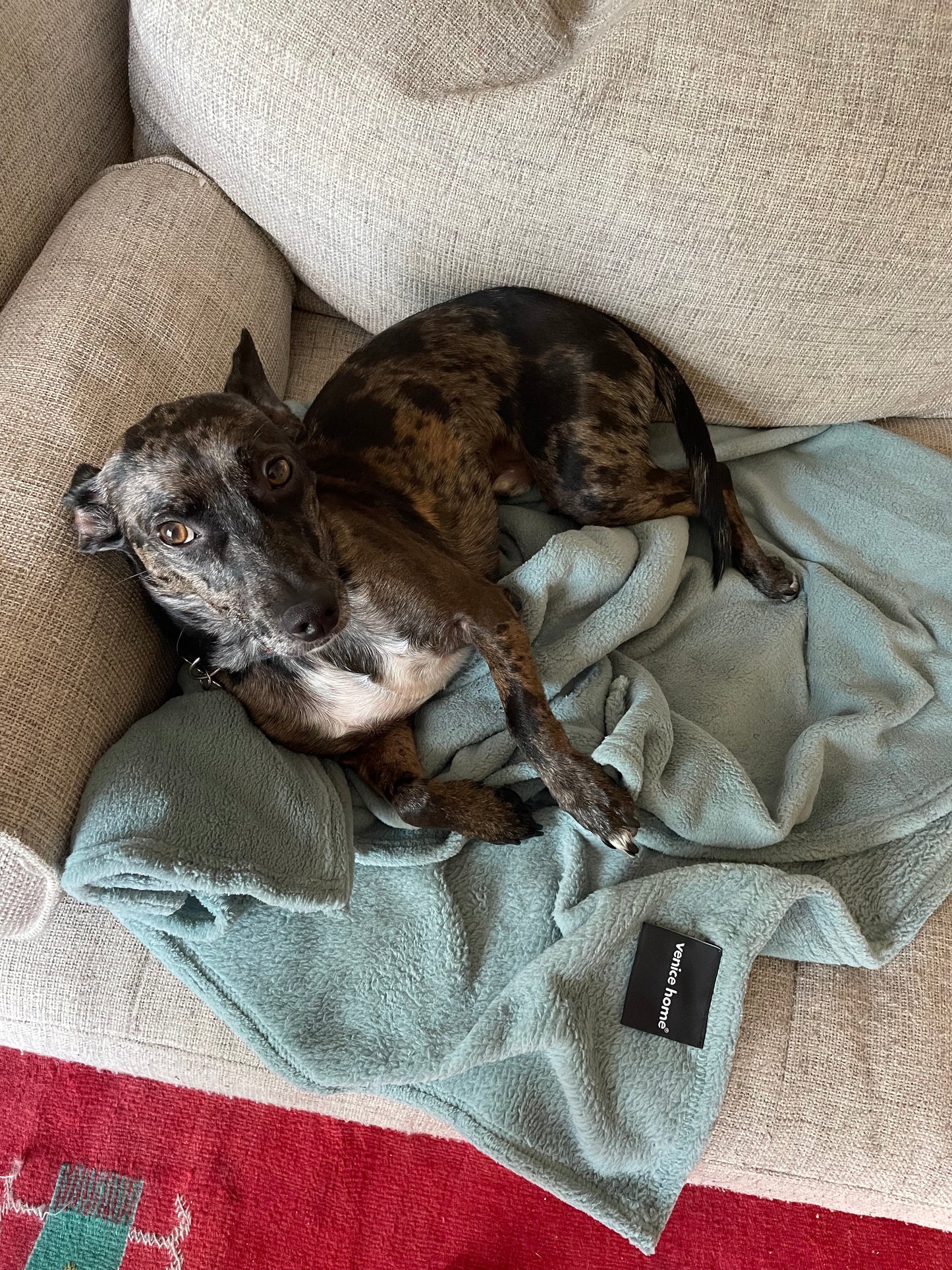 Fleece TV Couch Blanket Cat Pets Dog Blanket Aqua Blue color dog laying on it on the couch